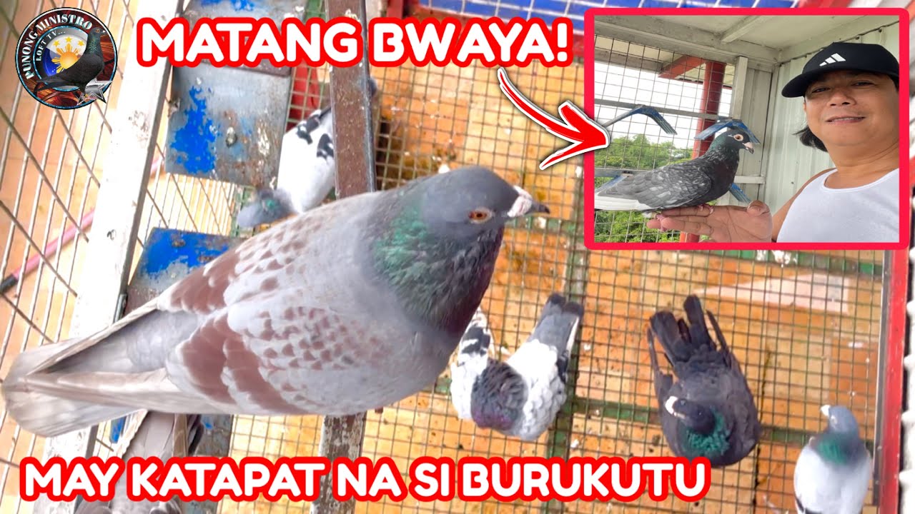EP1129 SI MATANG BWAYA NA BA MAGIGING KATAPAT NI BURUKUTU!