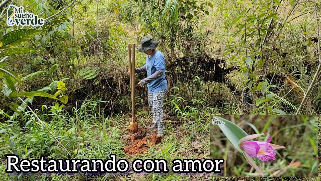 Restaurando un habitat, para devolverlo a un estado similar a como era antes. 💚🍃☘️ 💚