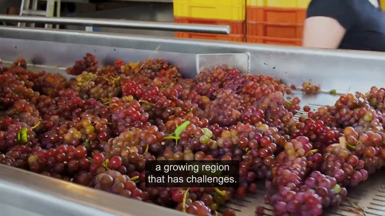 Spotlight On: Hermann J. Wiemer Vineyard and Yates County Soil and Water District