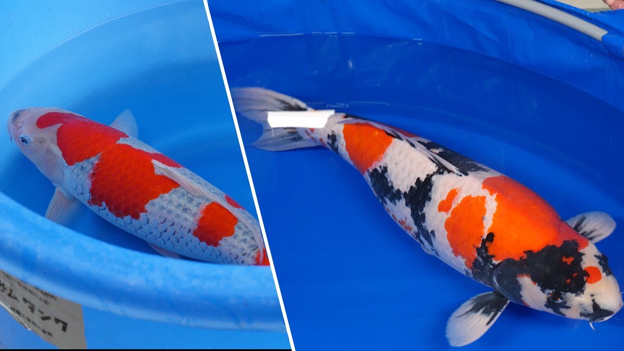 ISA Showa Development After 2,5 Years! (AMAZING RESULT)