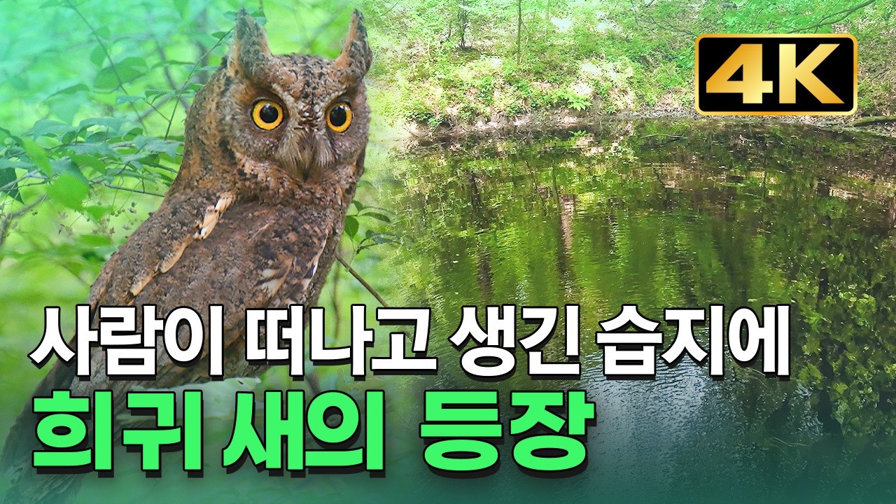 [4K] 365일 물이 마르지 않는 땅 습지의 놀라운 비밀 &lsquo;신비로운 산책 월영습지 1부&rsquo; / YTN 사이언스