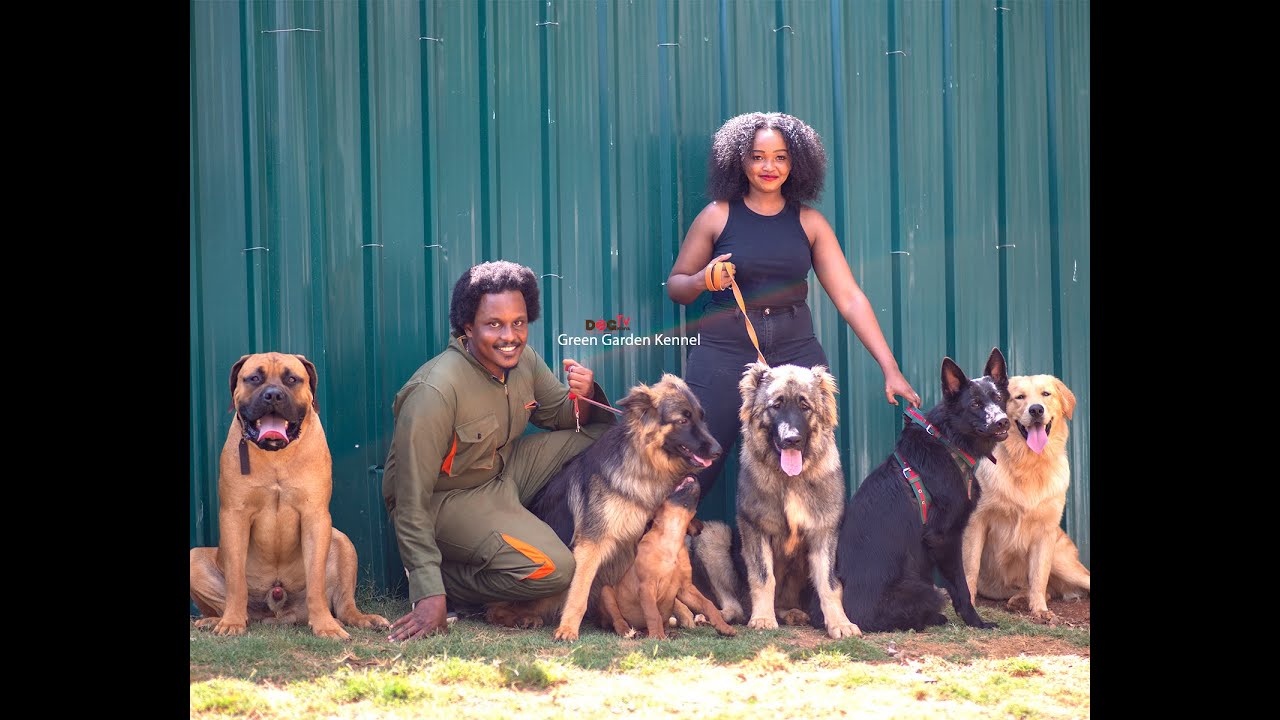 HOW WE GREW FROM ONE DOG TO A PARK  @ GREEN GARDEN KENNEL RONGAI ( DOG TV KENYA EPISODE 41)