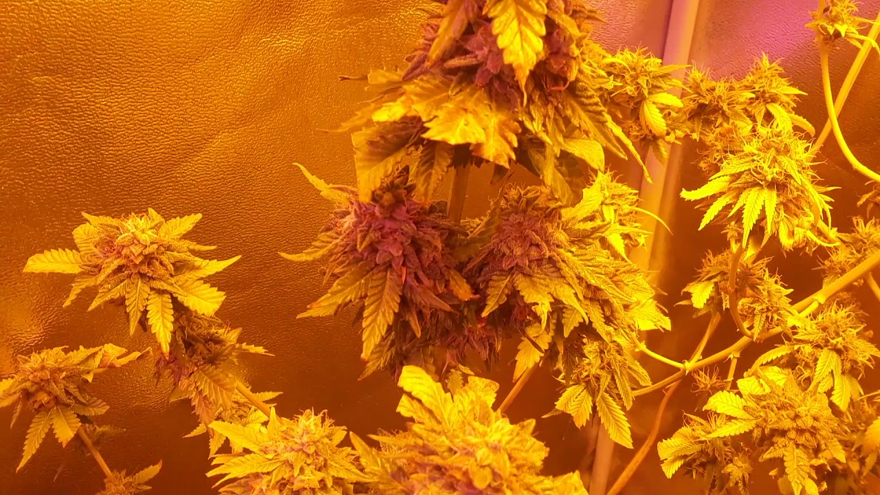 2018 Canna grow