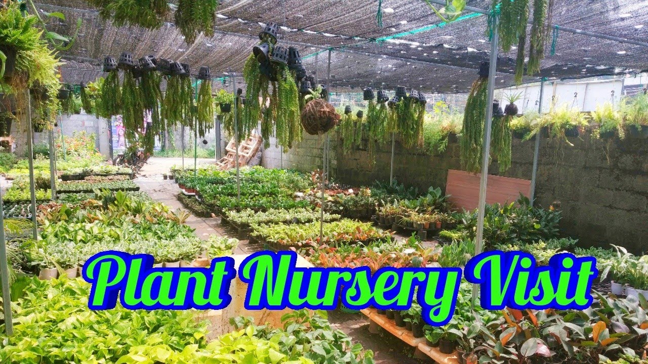 Beautiful whole sale plant Nursery Vist/plant vault.pai/Salu Koshy/plant shopping/garden ideas