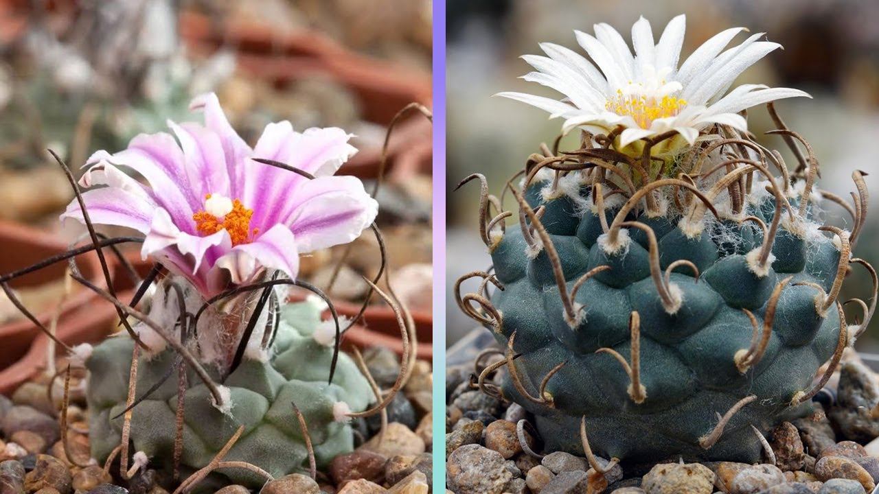 ( un género de cactus con una increíbles flores ) 25 Tipos de Cactus Turbinicarpus !