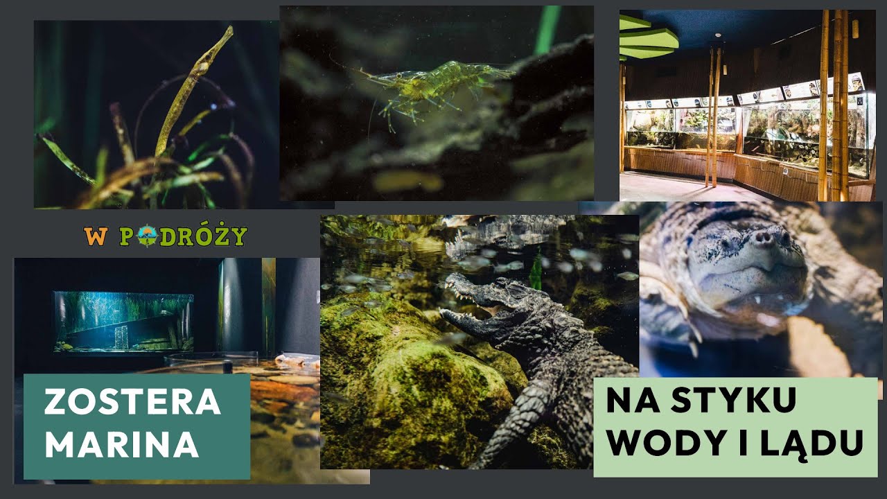 Akwarium Gdynia - Zostera Marina/Na Styku Wody i Lądu