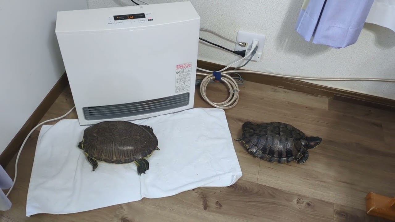 今朝の結婚適齢期なカメさん（28歳）女子