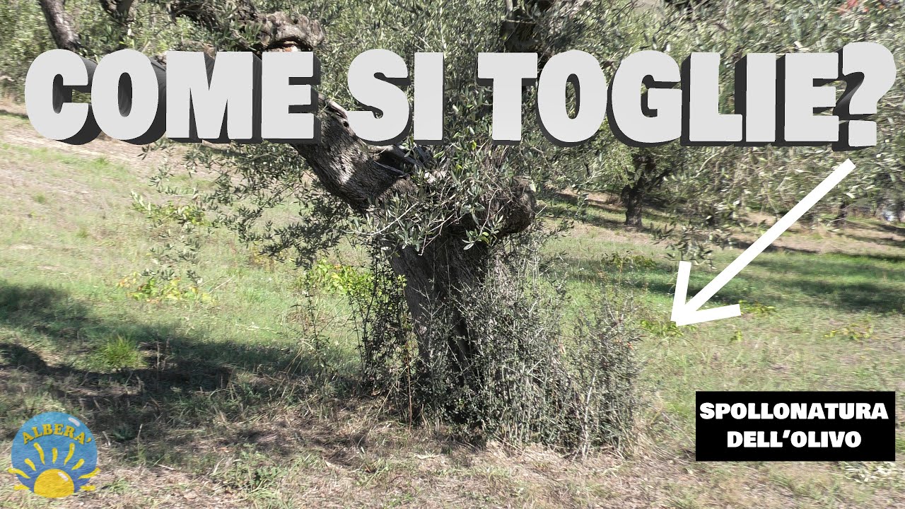 La SPOLLONATURA dell'OLIVO, come si rimuovono? perchè si formano? periodo? prova dello spollonatore!