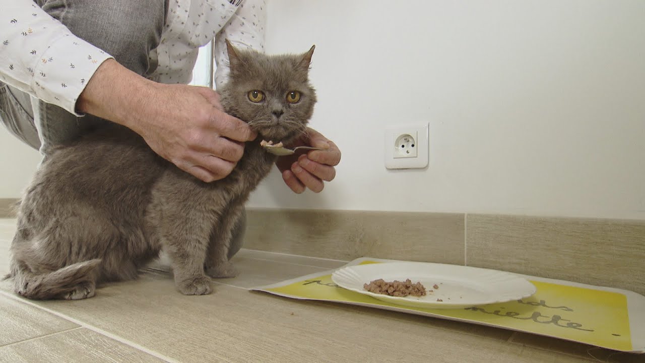 Prendre soin de son chat âgé