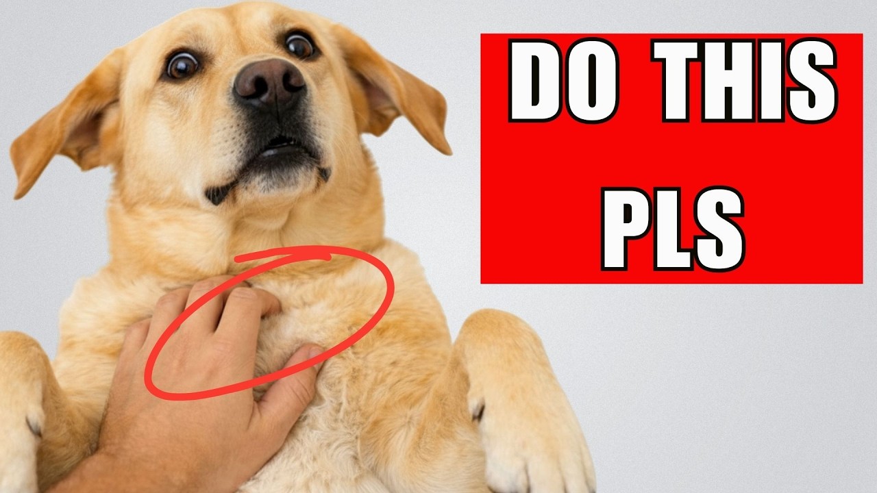 14 Things Dog LOVE That Owners Rarely Do (Most Owners Miss #3)