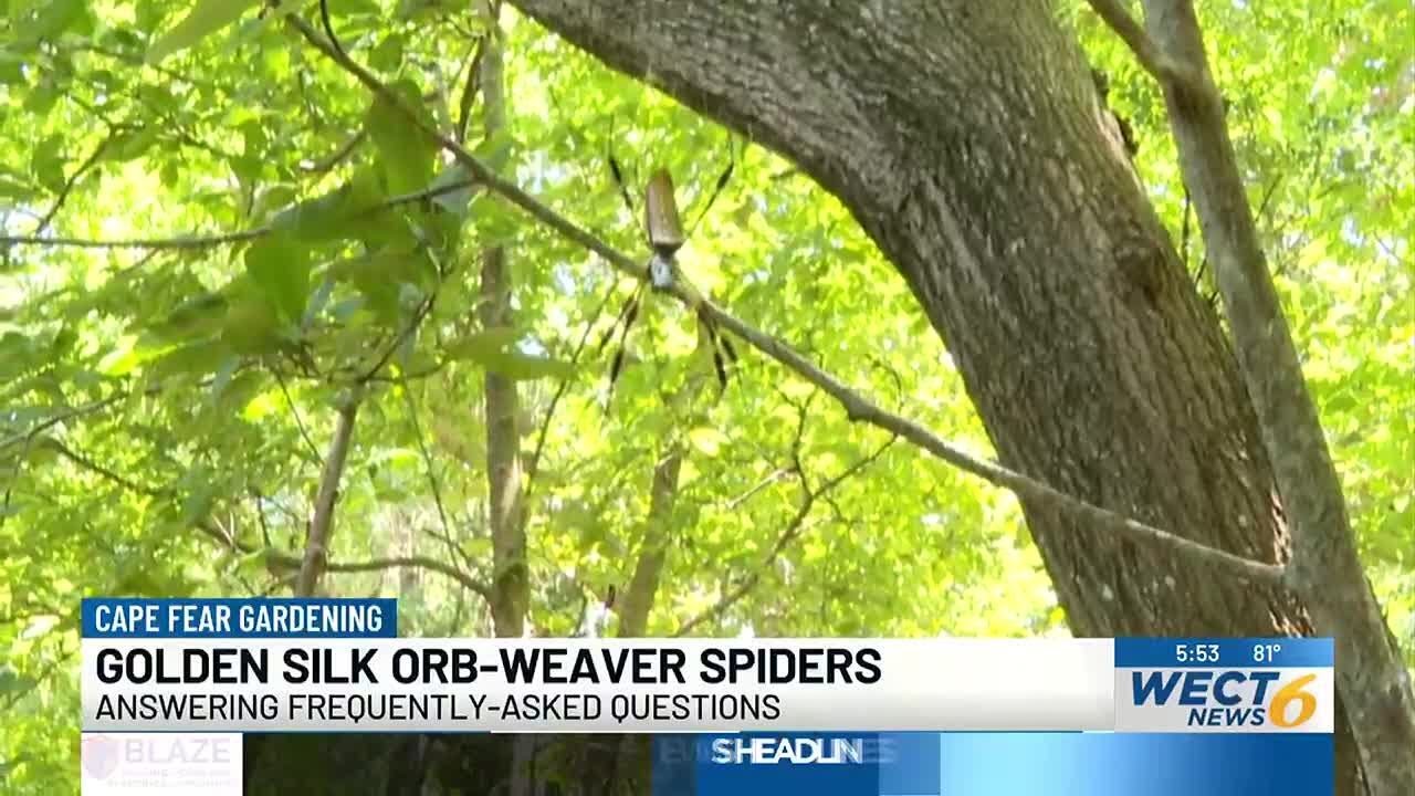 Cape Fear Gardening: Golden Silk Orb-Weaver Spiders