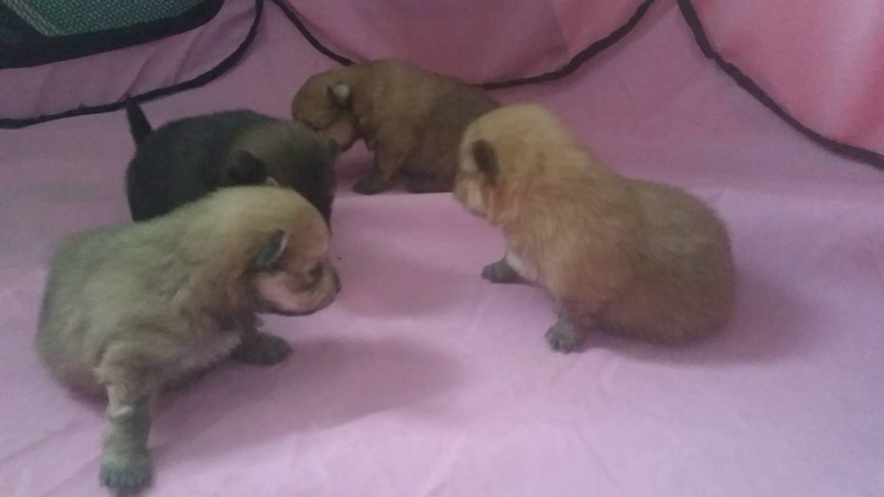 Pomeranian 101