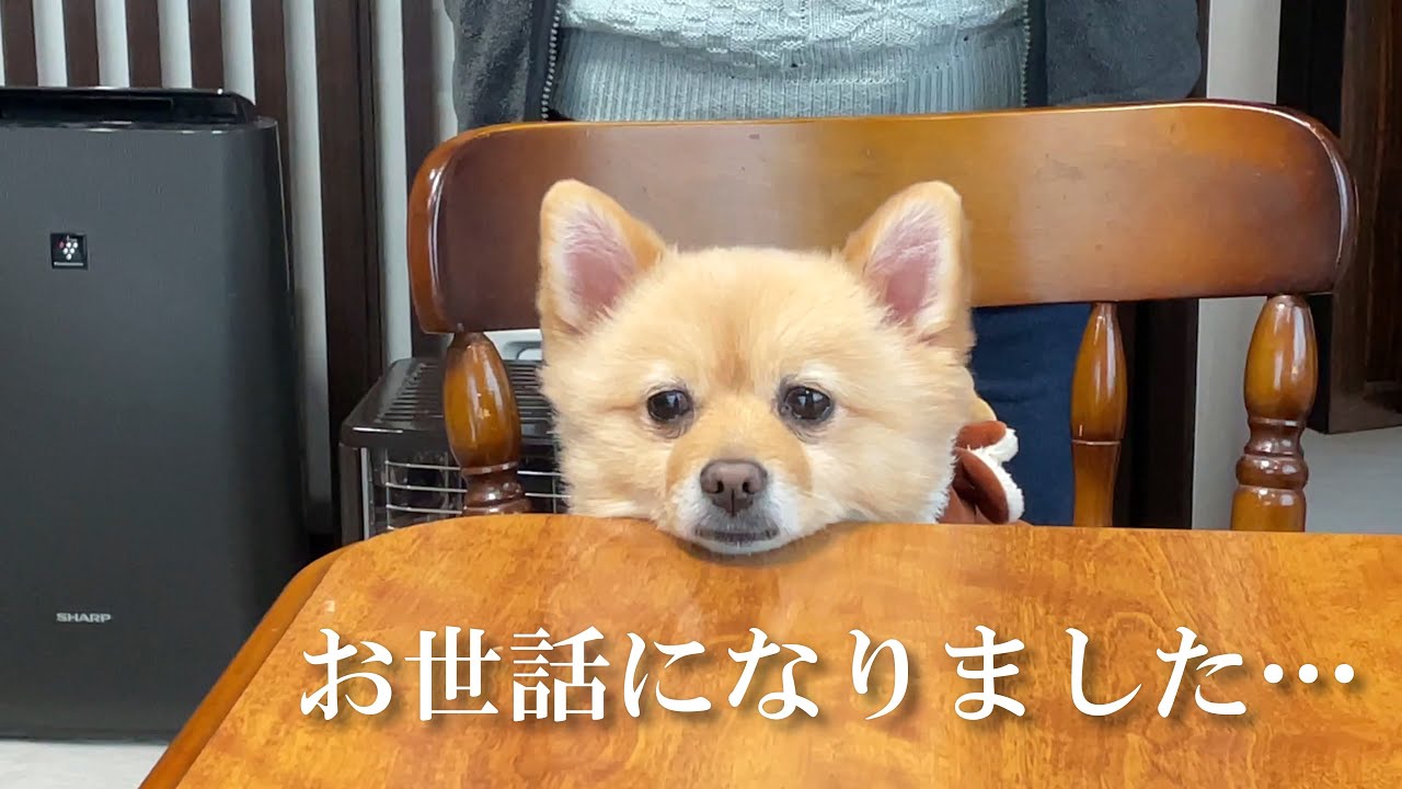 福島の実家が恋しくなり、愛犬が落ち込んでしまいました…