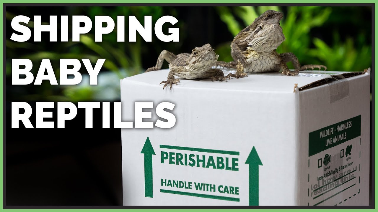 Packing and Shipping Lots of Baby Reptiles!
