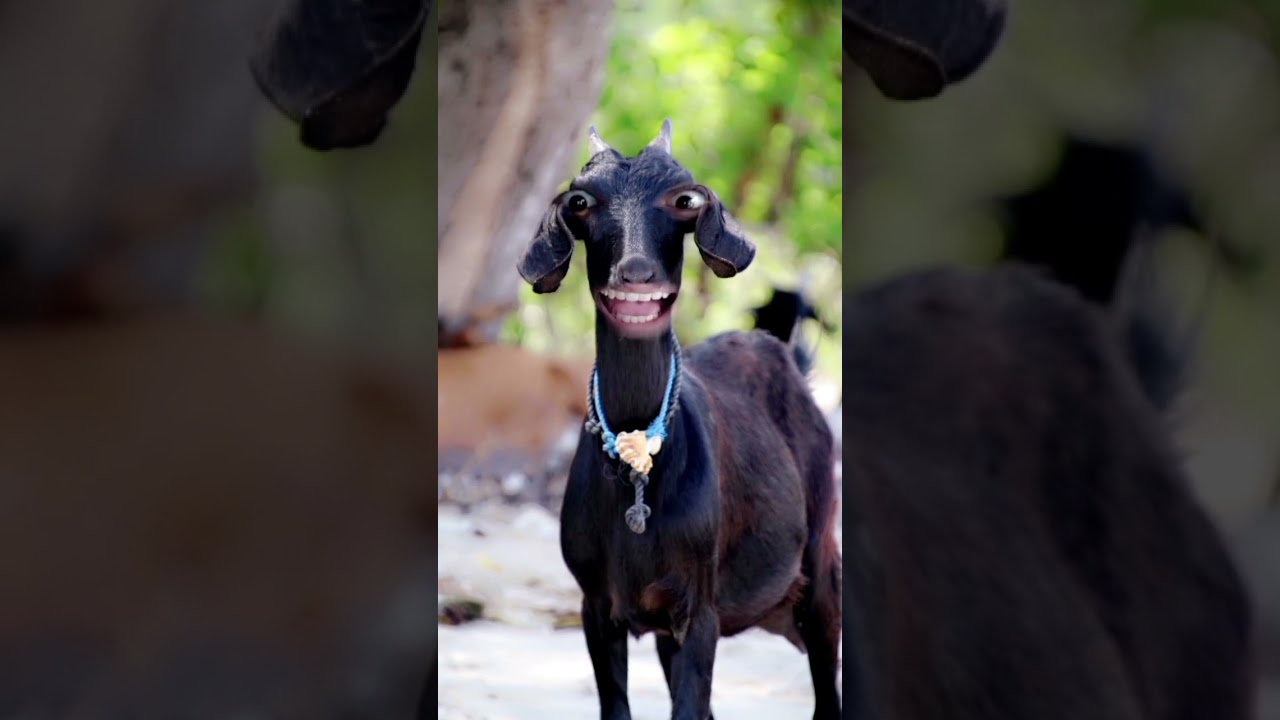 Tag Seema 🤣||  Seema Name Wali Funny 🤣 Video ||Shahab KhanVloger|| #viral #comedy #funny #shortfeed