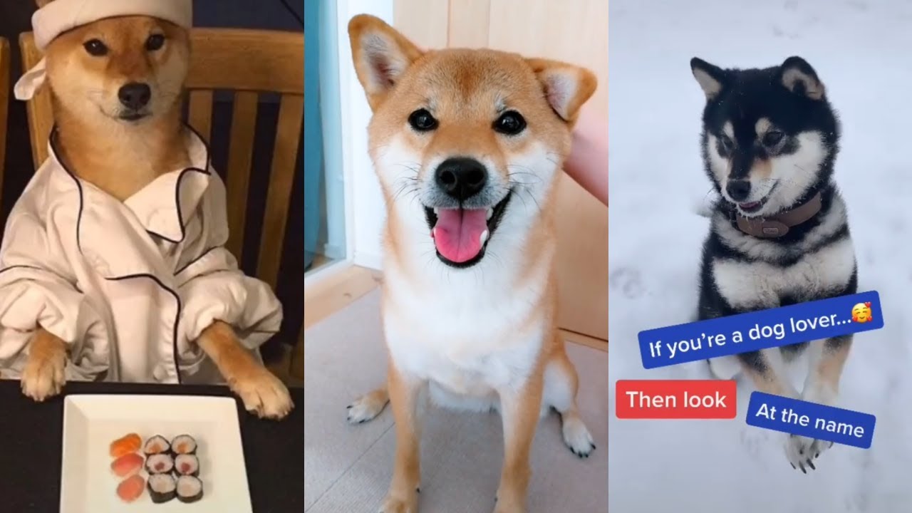 Hilarious Shiba Inu Compilation 🤣 Cute and Funny TikTok Dogs