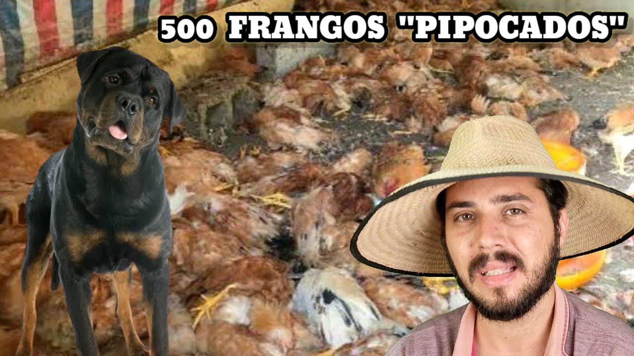 Os Cachorros do Vizinho deram um prejuízo de 25 mil reais ao Sitiante