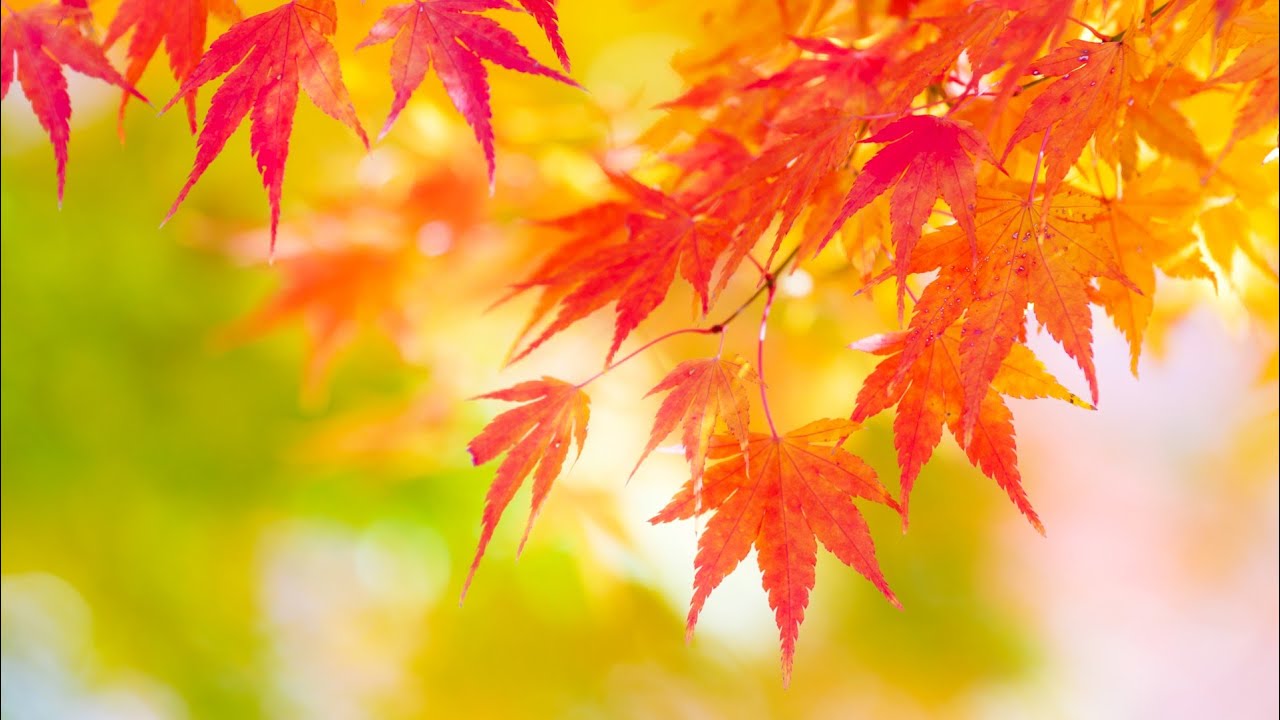 Whispering Leaves: Peaceful Nature Loop