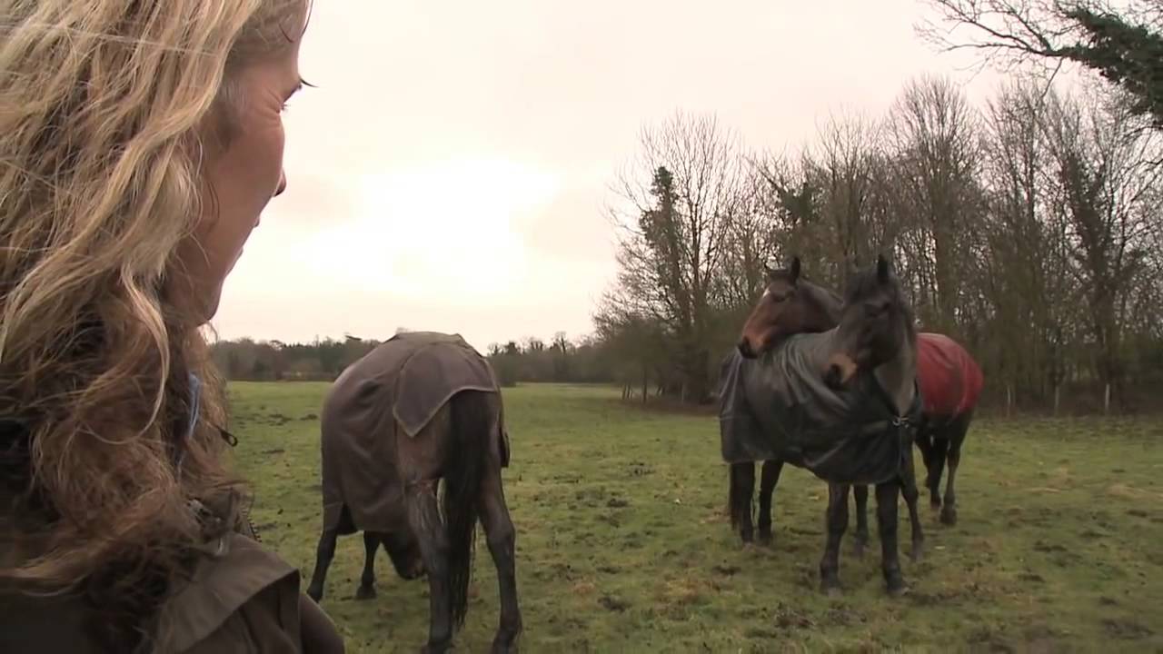 Horse Reunion; So do horses remember each other and have emotions?
