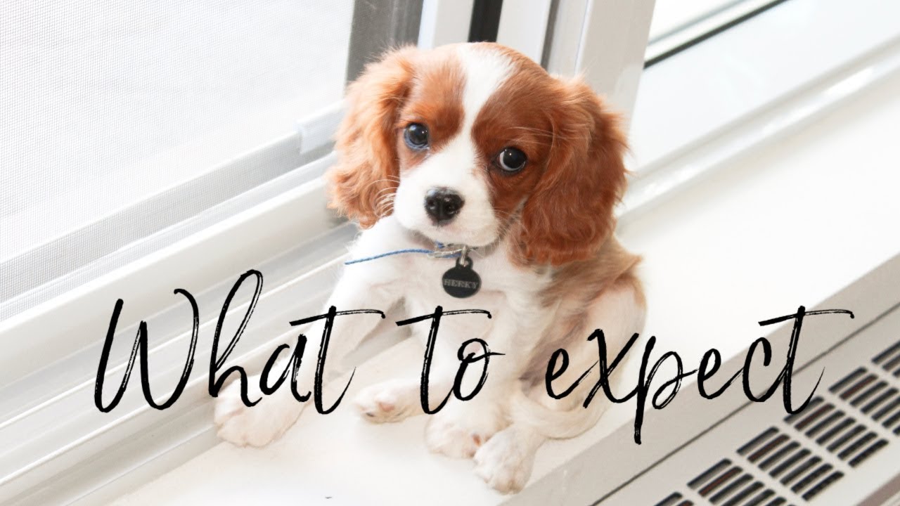 WHAT TO EXPECT WHEN GETTING A PUPPY | Things you should know when getting a dog