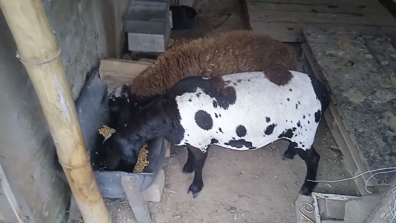 carneiro du Silvano 🐑