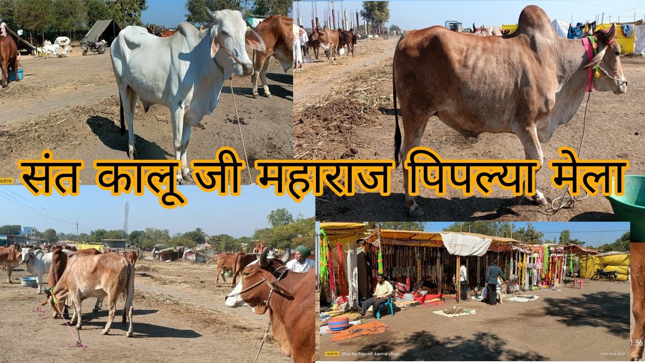  पिपल्या पशु मेला 2025 | संत कालू जी महाराज का प्रसिद्ध पशु बाजार ! लाखों रुपए के देसी बैल ! #bull 