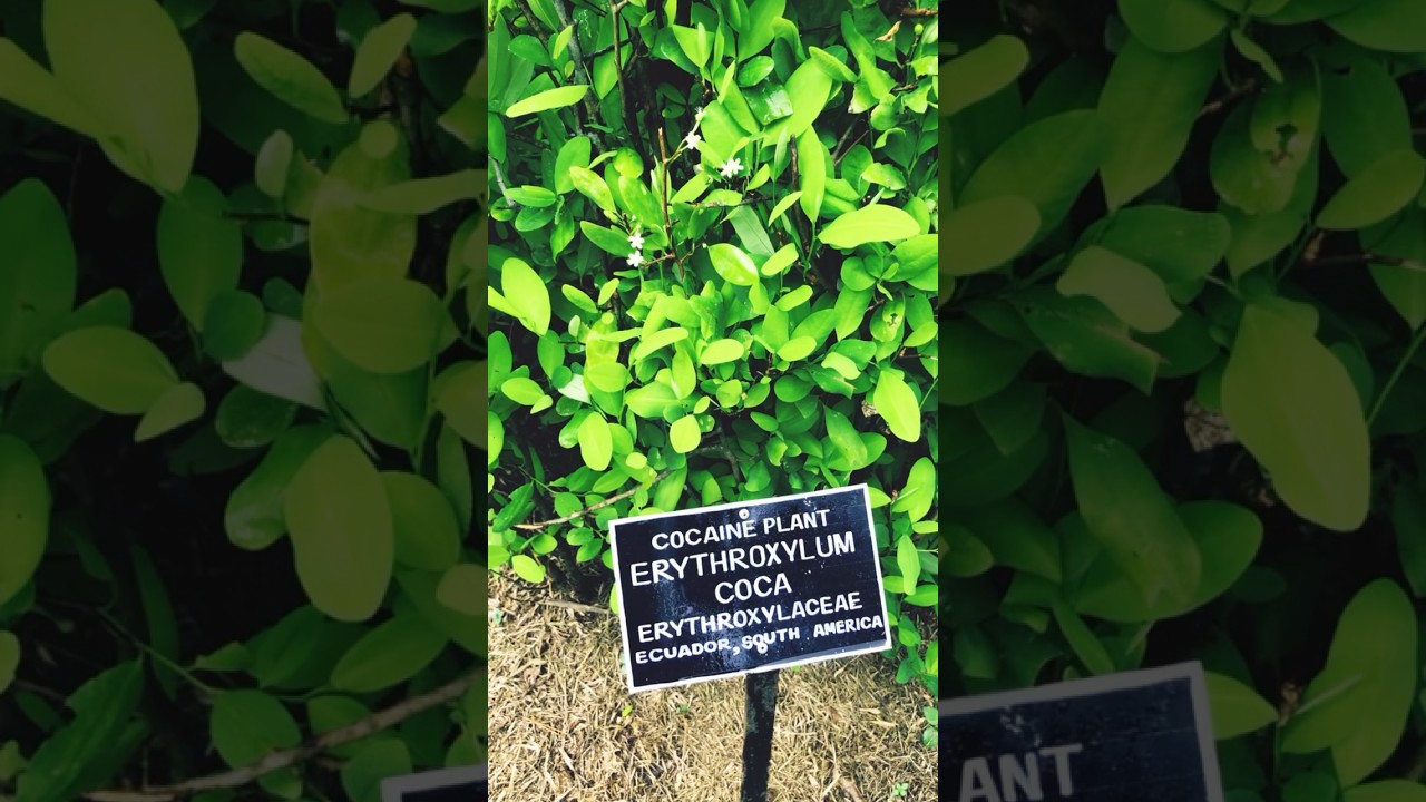 Cocaine plant | කොකේන් පැළය #shorts #coca #cocaine #drug #plant #plants #southamerica