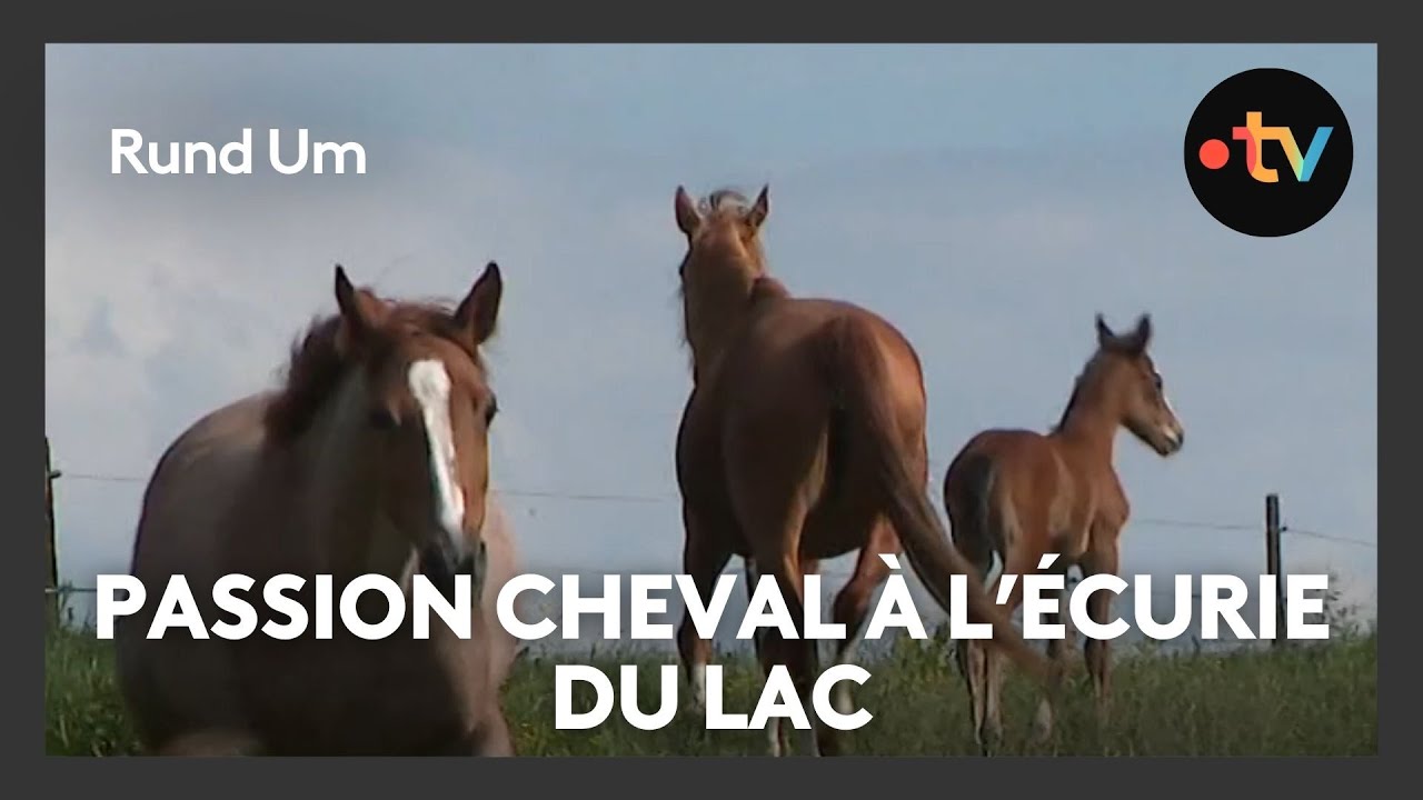 Vivre de sa passion pour les chevaux