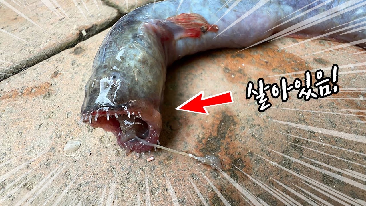 마을주민들에게 에이리언이라고 불리는 괴생명체가 잡혔습니다...