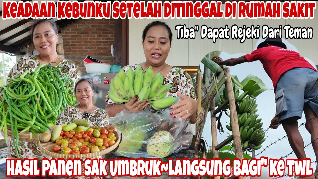 KEADA'AN KEBUNKU SETELAH BEBERAPA HARI DI RUMAH SAKIT‼️PANEN SEMUA YG ADA DI KEBUN~DAPAT REJEKI 