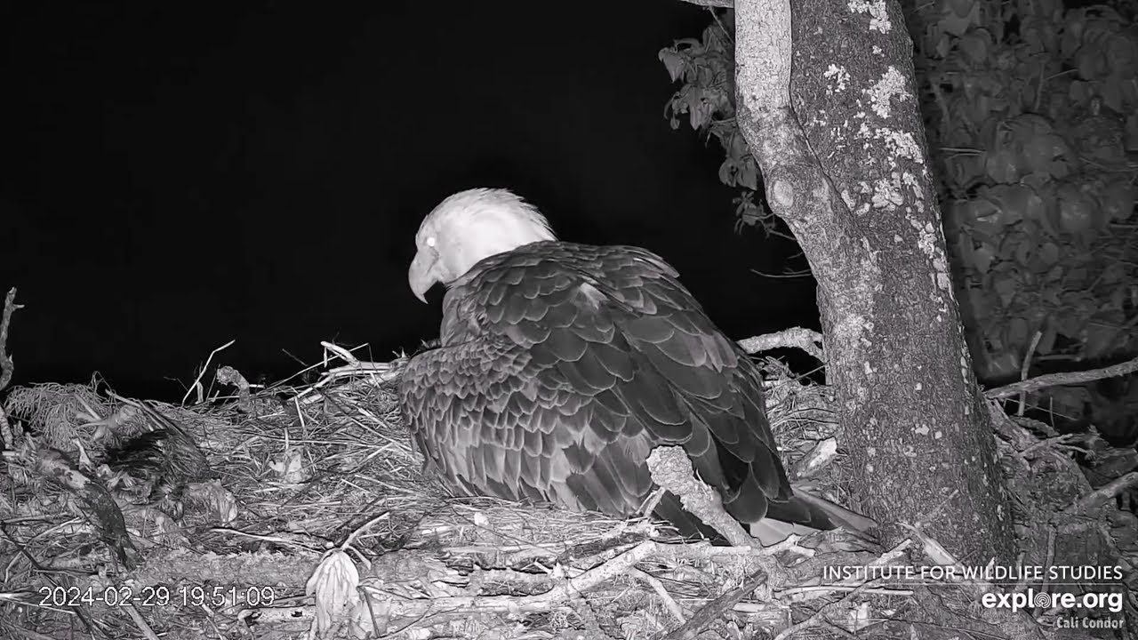 Fraser Point🦅Cruz Lays Egg#2!🥚🥚🥚Explore.org 2024-02-26