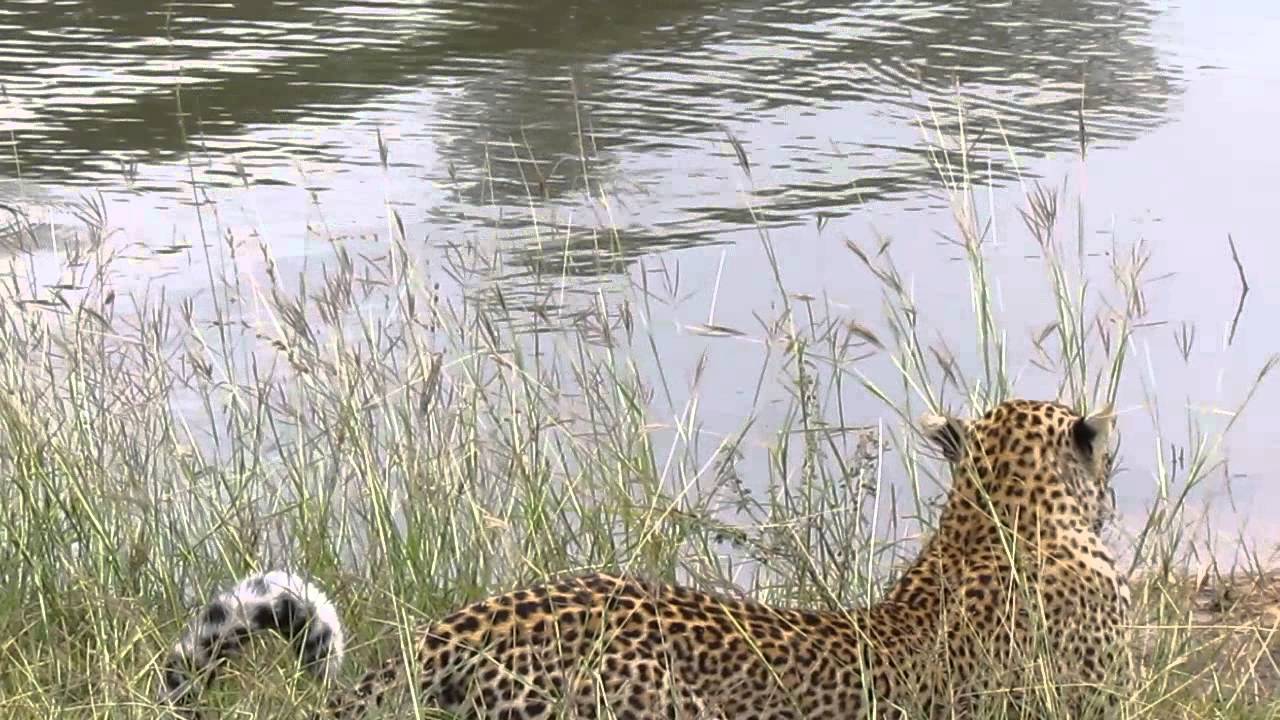 Elephant plains, sabi sands, Moya the leopardess