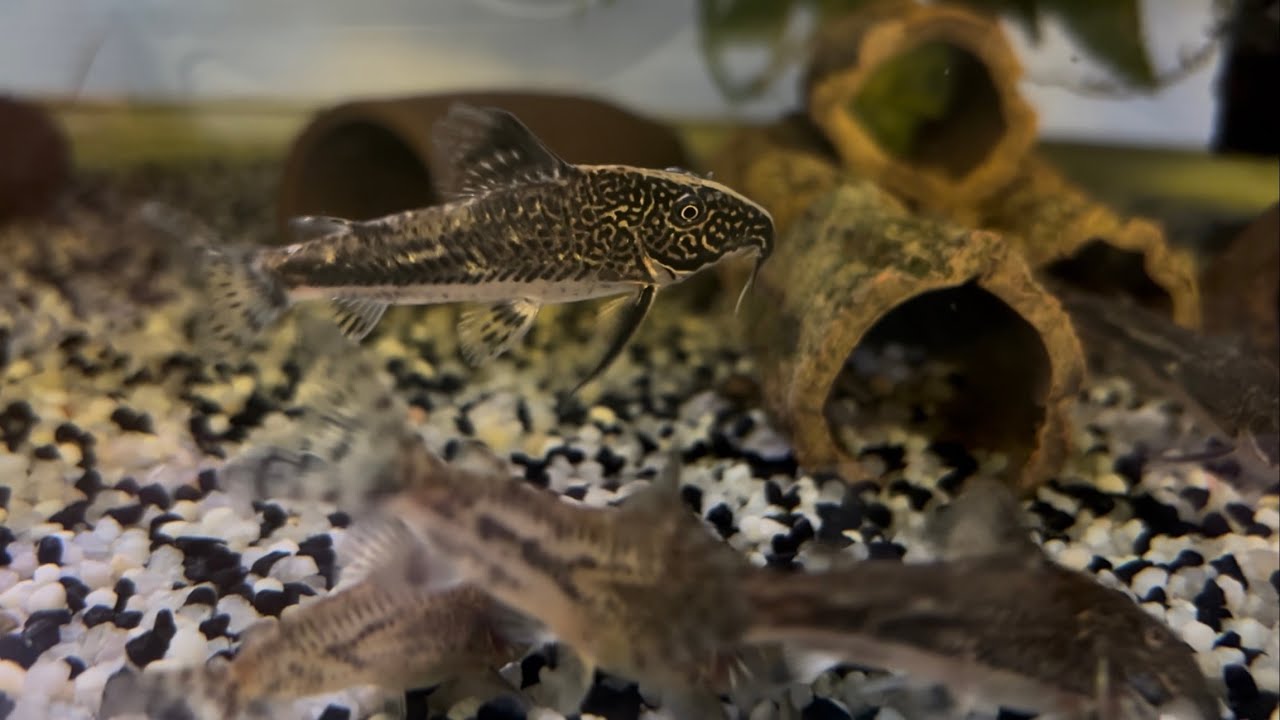 Scleromystax barbatus