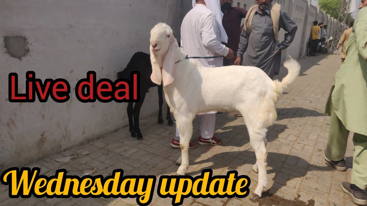 Wednesday update Live deal dasi chtray makhi channy bakray rajinpuri bakray shahpur kanjra 