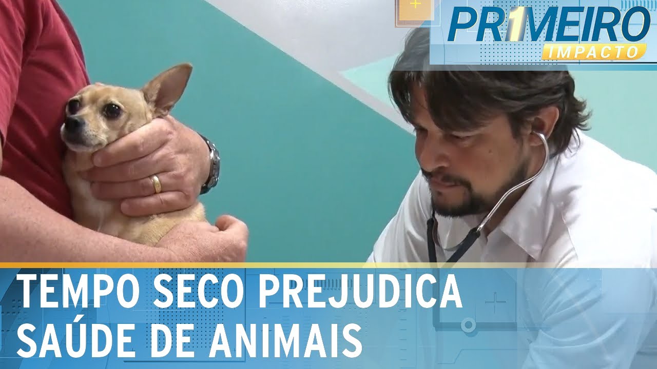 Tempo seco e calor afeta cães e gatos; saiba como amenizar problemas | Primeiro Impacto (24/08/23)