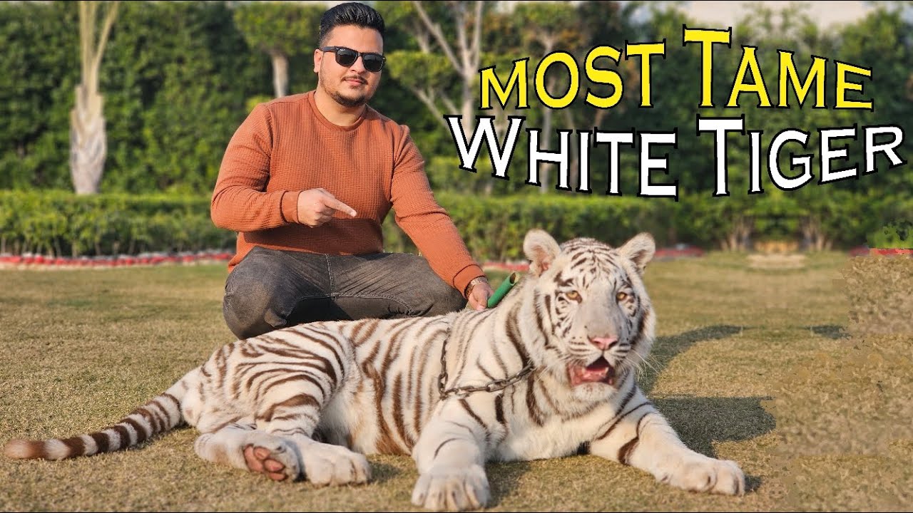 Meet with Most Tame White Tiger | Living With White Tiger | Nouman Hassan |