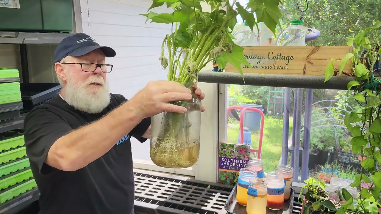 240623 Spring Propagating Confederate Rose