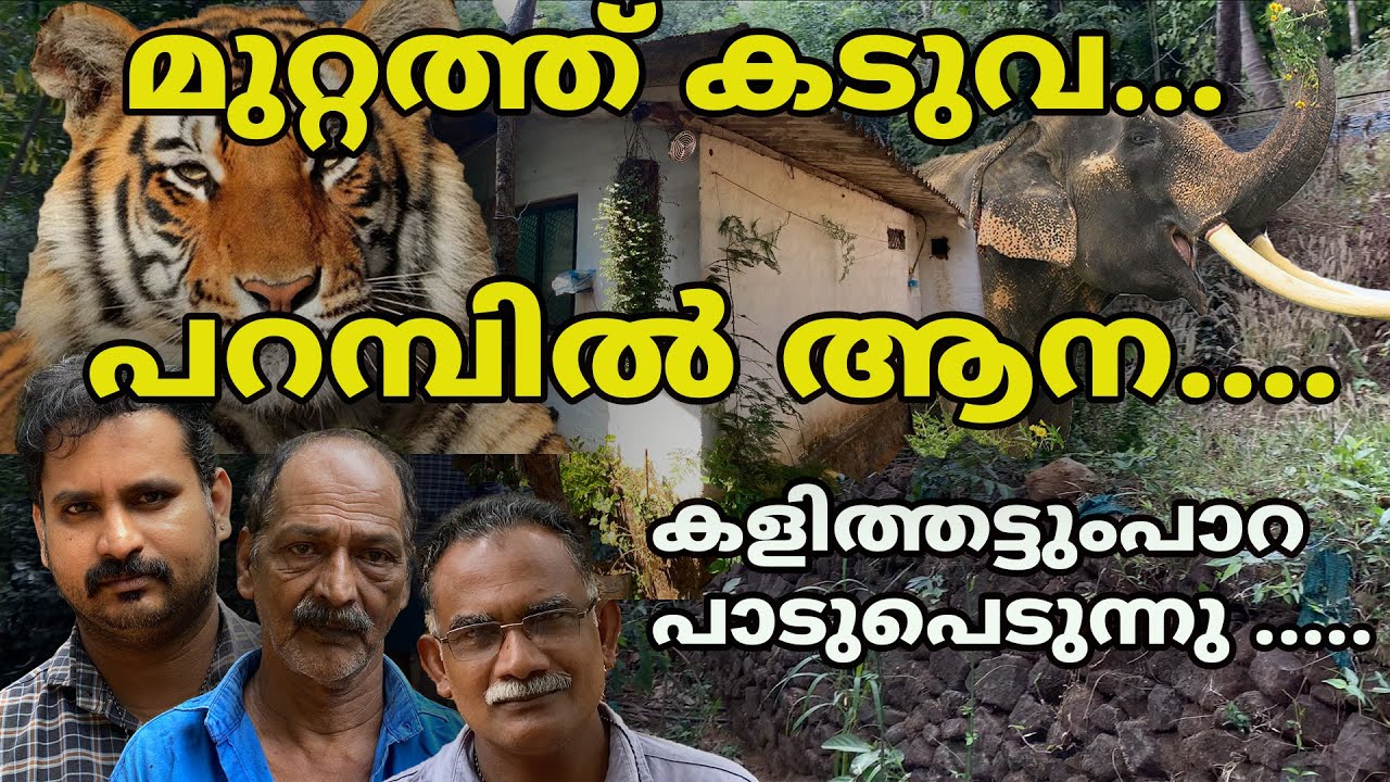 മുറ്റത്ത് കടുവ പട്ടിയെ പിടിക്കുന്നു പറമ്പിൽ ആന  കളിത്തട്ടുംപാറ പാടുപെടുന്നു#tiger #elephant #kannur