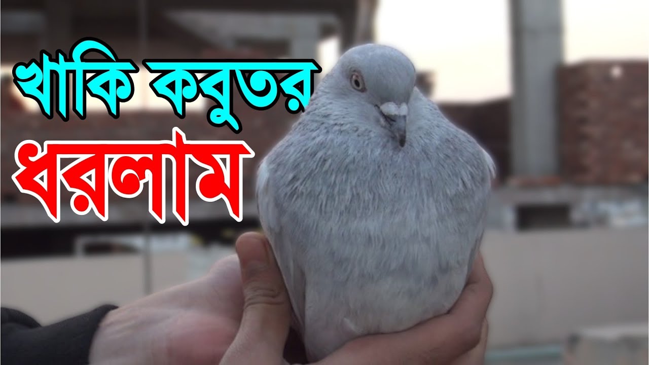 অনেকদিন পরে খাকি কবুতর ধরলাম