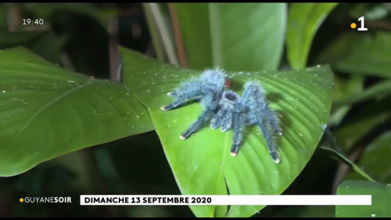 Environnement : recensement des ressources halieutiques du Mont Grand Matoury