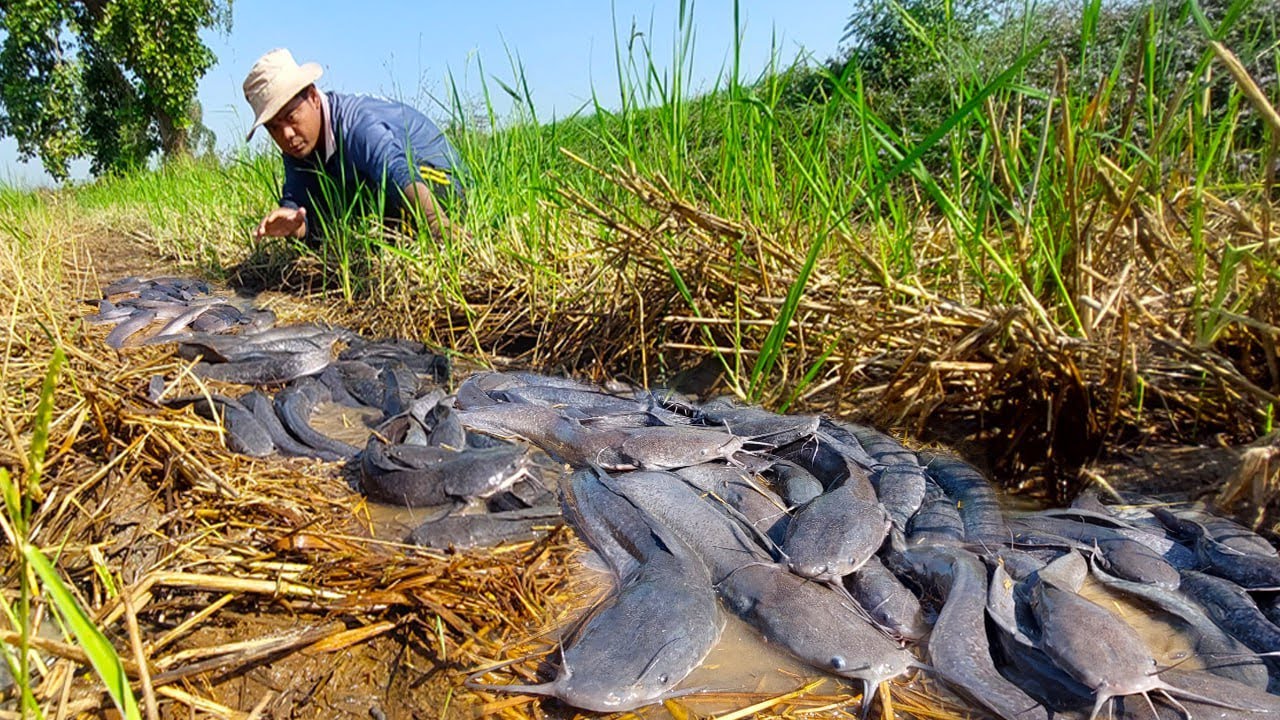 Thousands of Catfish Caught in Rice Field – Unbelievable Fishing
