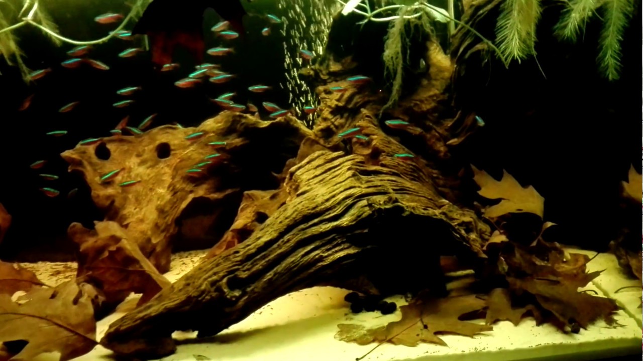 BlackWater Biotop akwarium  - Czarne wody