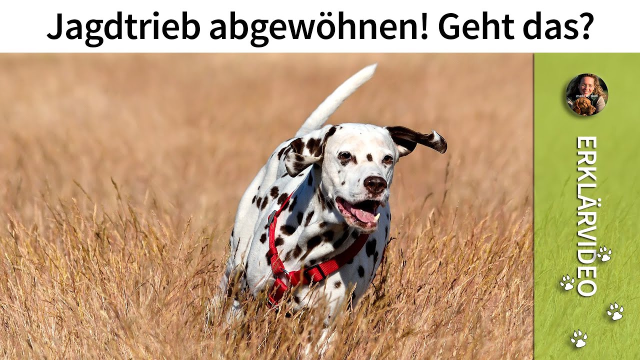 Jagdtrieb abgewöhnen ➡️ Kann man einem Hund den Jagdtrieb abgewöhnen ? Geht das?
