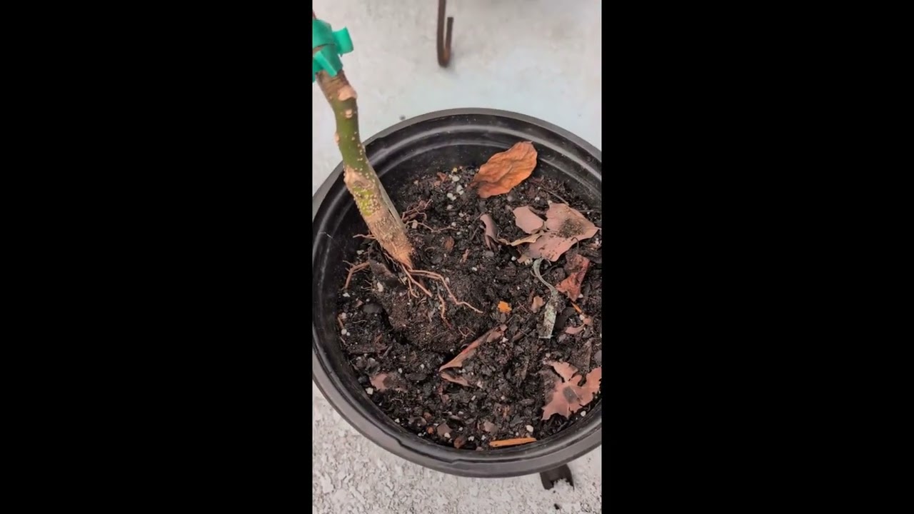 Bacon Avocado Rescue