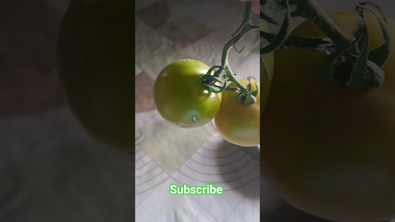 Aha Tamatar Bade Mazedar 🍅 | Fresh Red & Green Tomatoes | Fun Viral Short