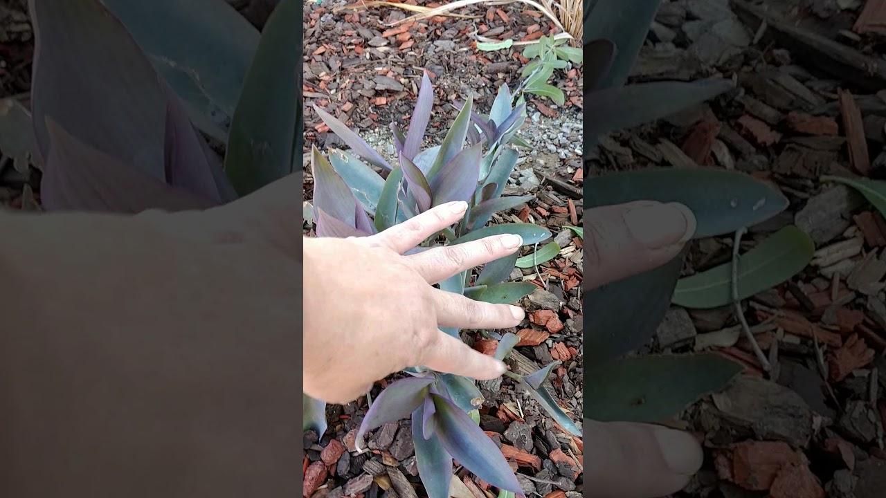 Zone 9 Ground Cover: Purple Heart