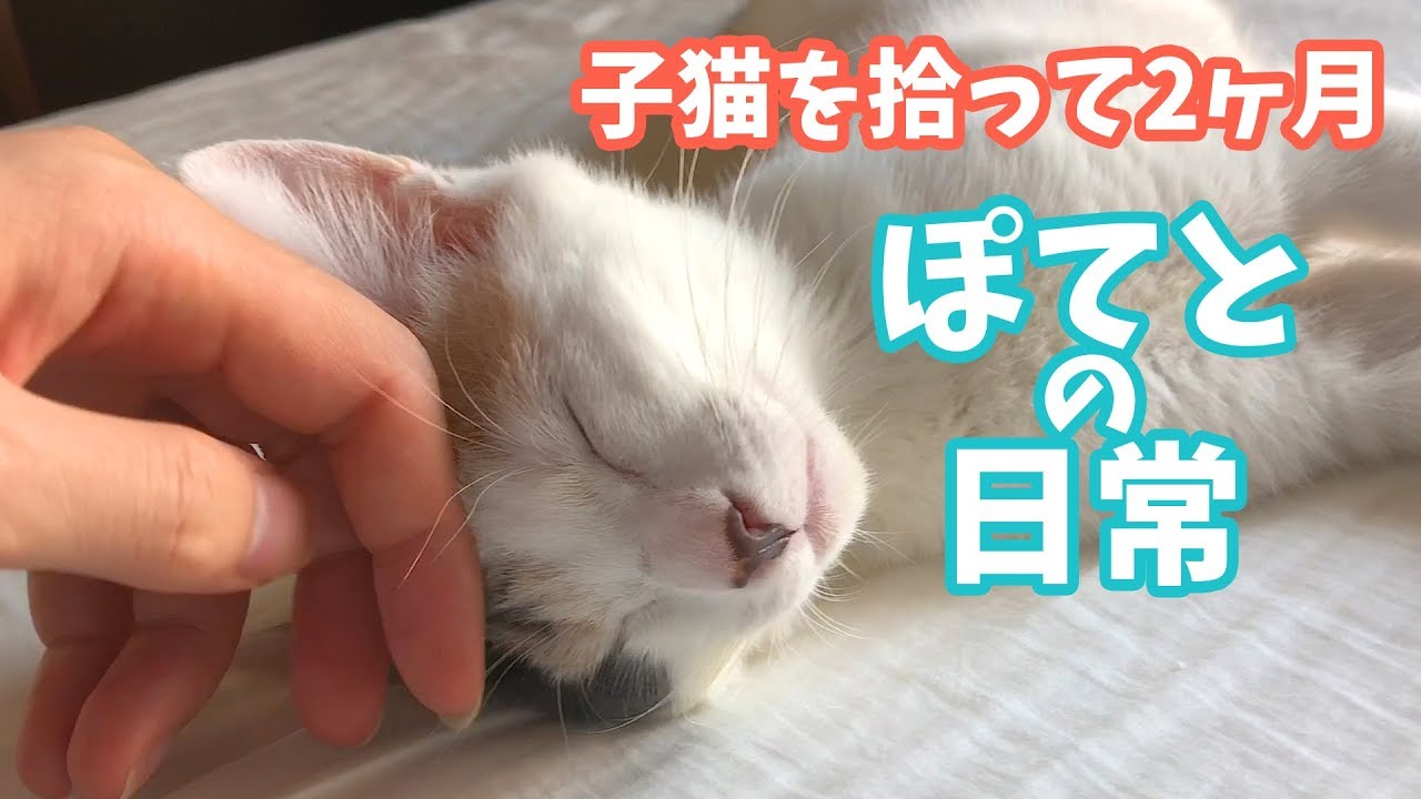 子猫を拾って２ヶ月・ぽてとの日常