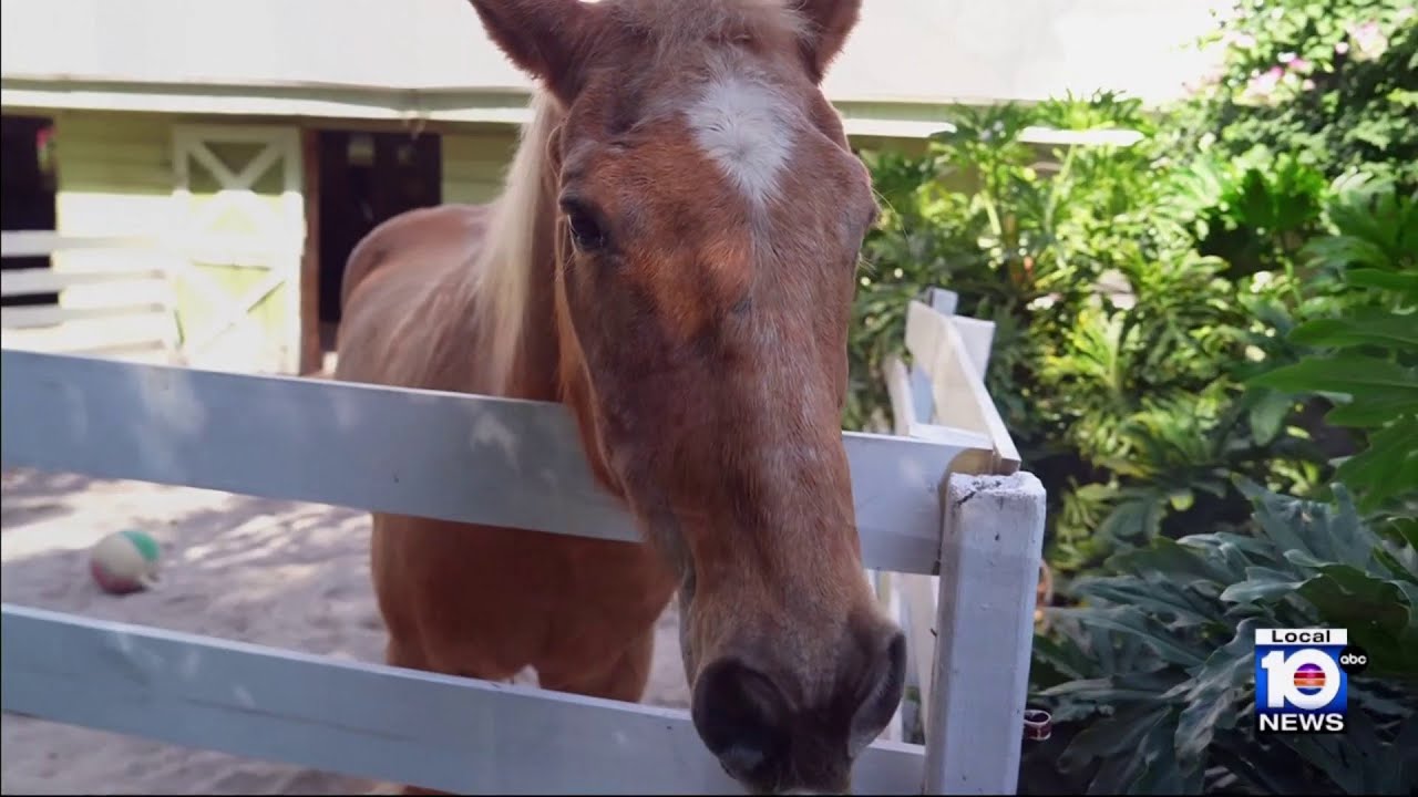 Psychologist aims to heal patients, animals at sanctuary