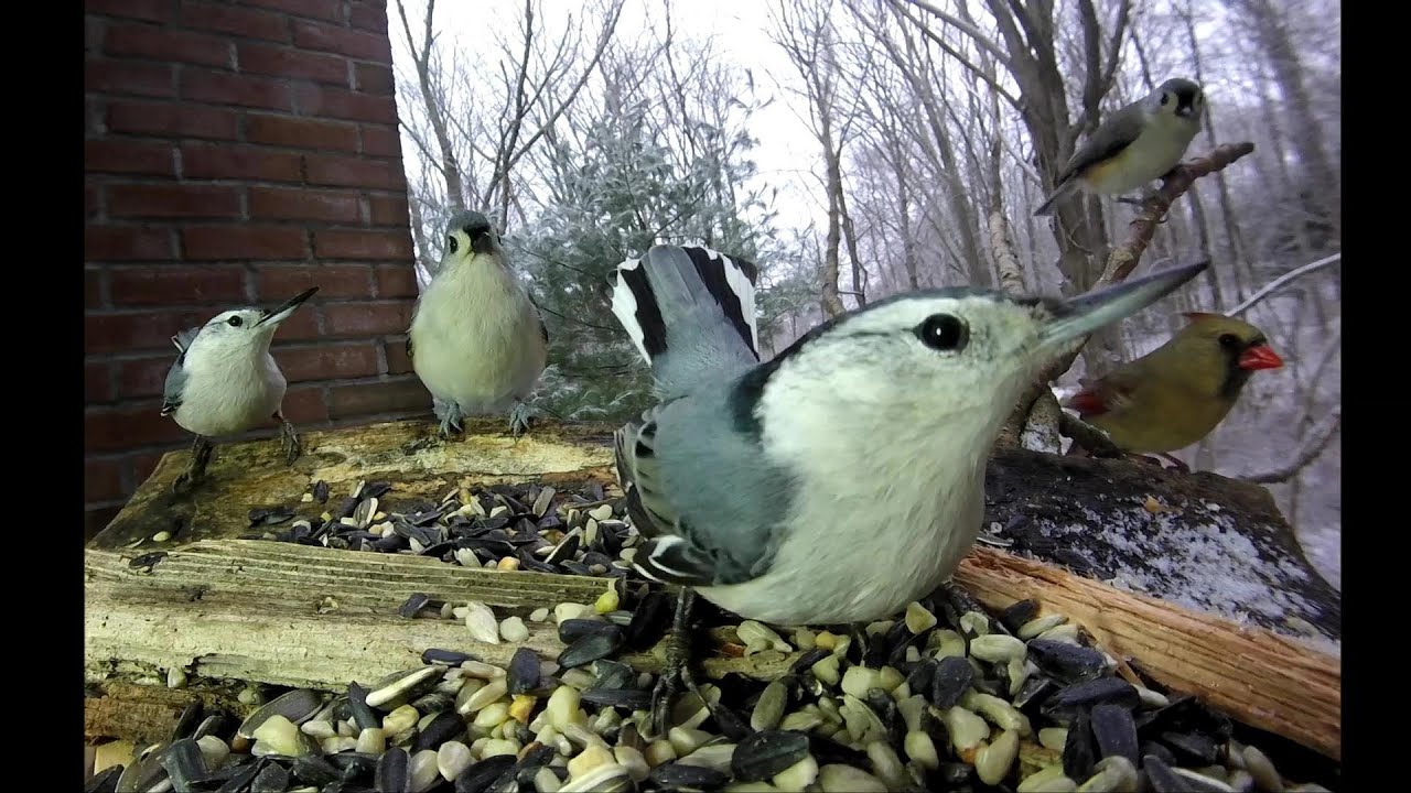 BIRDS (winter solstice morning 2014)