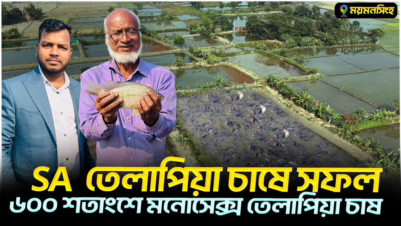 ৬০০ শতাংশে SA তেলাপিয়া চাষে সফলতা || Shakib AGRO || কিভাবে মনোসেক্স তেলাপিয়া চাষ করলে অধিক লাভ হবে